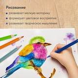 Карандаши цветные акварельные BRAUBERG PREMIUM AQUARELLE, 24 цвета, грифель мягкий 4 мм, 181673